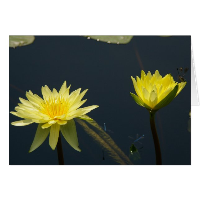 Yellow Lotus Waterlilies Card (Front Horizontal)