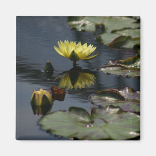 Yellow Lotus Waterlilies magnet