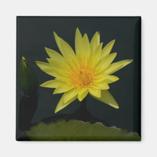 Yellow Lotus Waterlilies magnet