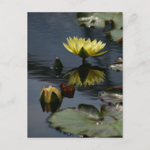Yellow Lotus Waterlilies Postcard