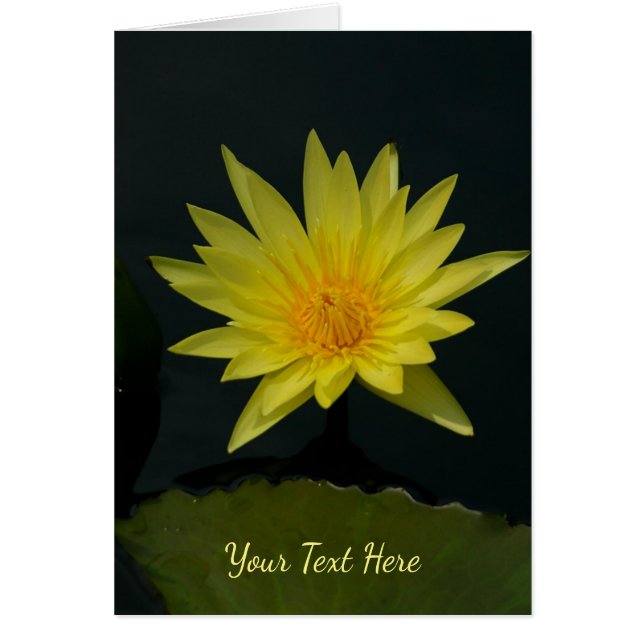 Yellow Lotus Waterlily (Front)