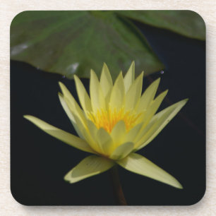 Yellow Lotus Waterlily Coaster