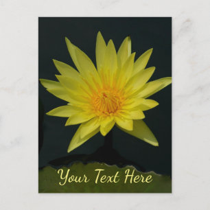 Yellow Lotus Waterlily Postcard