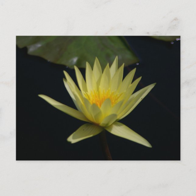 Yellow Lotus Waterlily Postcard (Front)