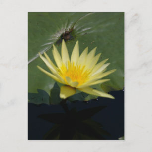 Yellow Lotus Waterlily Postcard