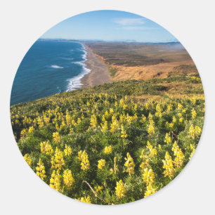 Yellow Lupine Above Point Reyes Beach At Point Classic Round Sticker