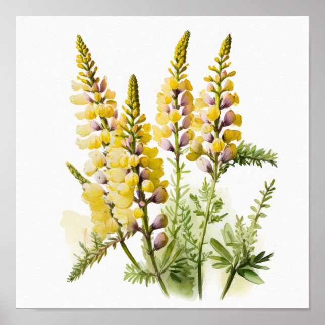 Yellow Lupine Flower Art Print Poster (Front)