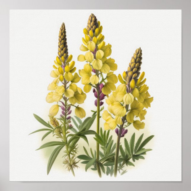 Yellow Lupine Flowers Art Print Poster (Front)