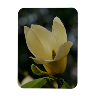 Yellow Magnolia Magnet
