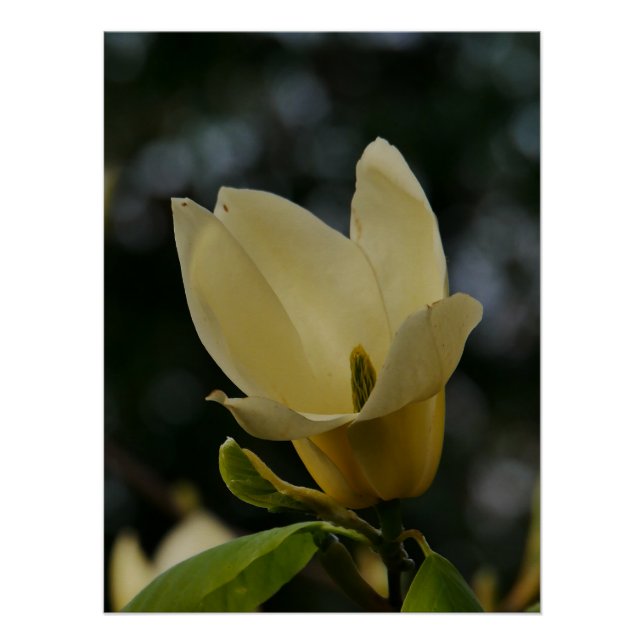 Yellow Magnolia Poster (Front)