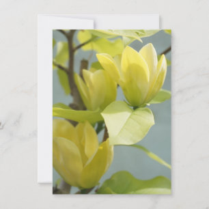 Yellow Magnolia Tree Greeting Card