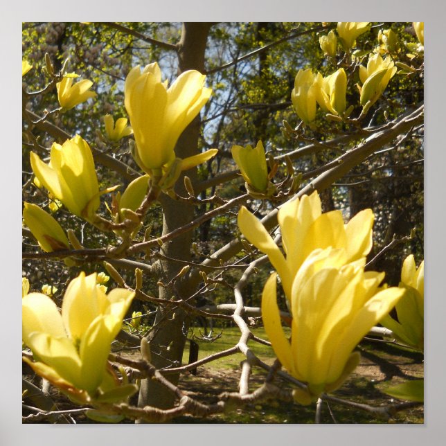 Yellow Magnolia Tree Poster (Front)