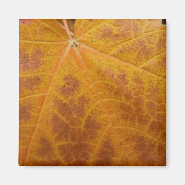 Yellow Maple Leaf Autumn Abstract Nature Magnet (Front)