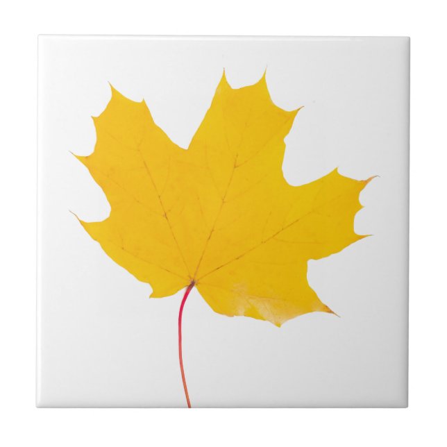 Yellow maple leaf on a white background tile (Front)