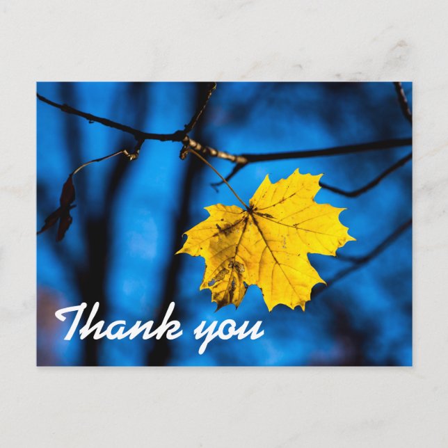 Yellow Maple Leaf On Blue Postcard (Front)