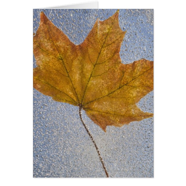 Yellow Maple Leaf Under Water (Front)