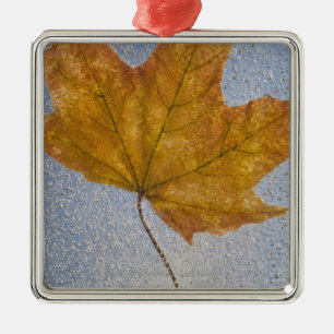 Yellow Maple Leaf Under Water Metal Ornament