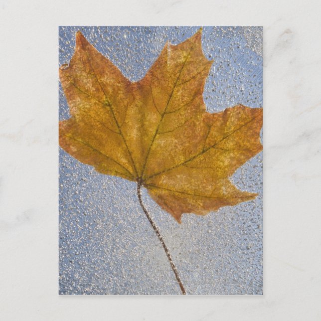 Yellow Maple Leaf Under Water Postcard (Front)