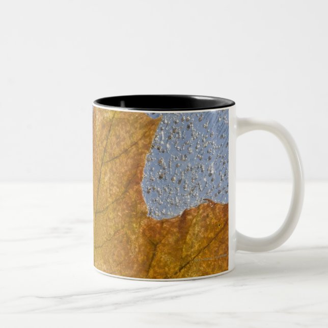 Yellow Maple Leaf Under Water Two-Tone Coffee Mug (Right)