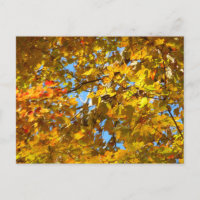 Yellow Maple Leaves and Blue Sky