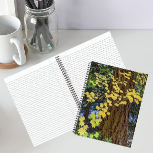 Yellow Maple Leaves and Douglas Fir Notebook