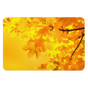 Yellow Maple Magnet