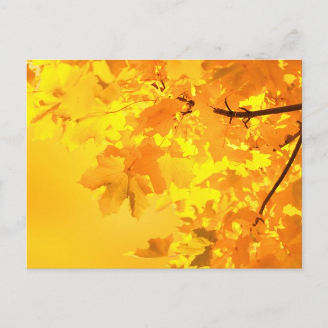 Yellow Maple Postcard (Front)