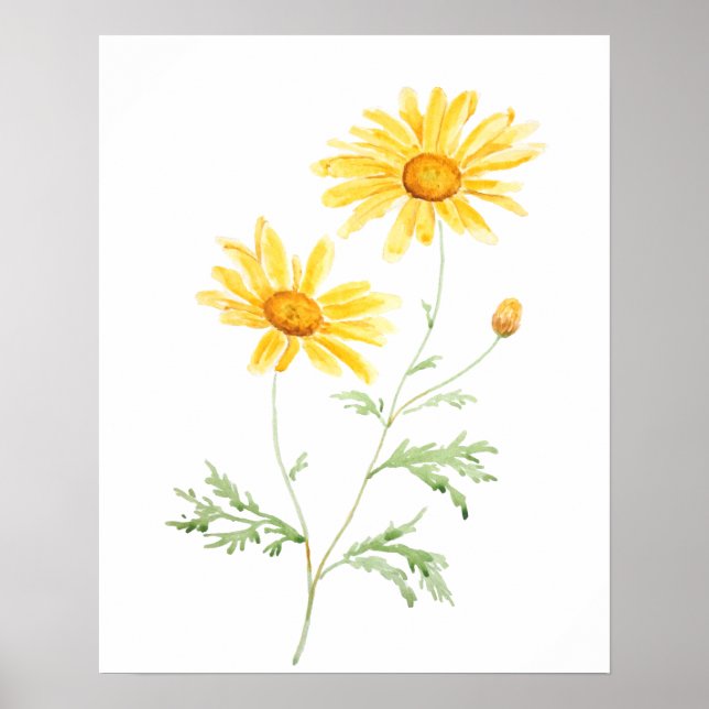Yellow Margaret daisy watercolor  Poster (Front)