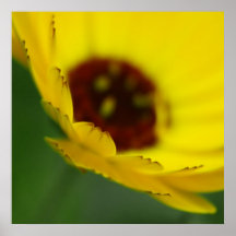 Yellow Mariglod Flower Petals Macro Abstract