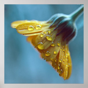Yellow Marigold Flower with Drops Macro Poster