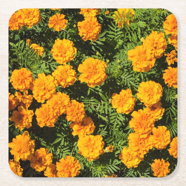 Yellow Marigold flowers  Square Paper Coaster (Front)