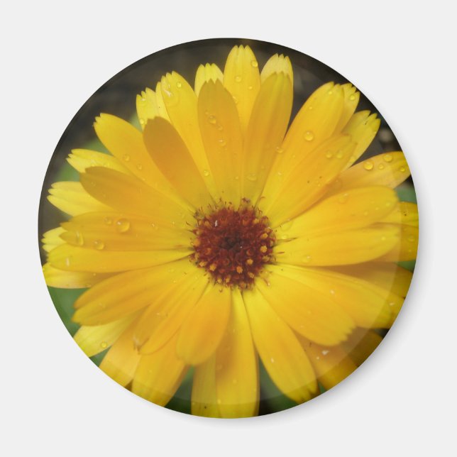 Yellow Marigold Macro Magnet (Front)