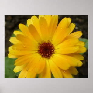 Yellow Marigold Macro Print