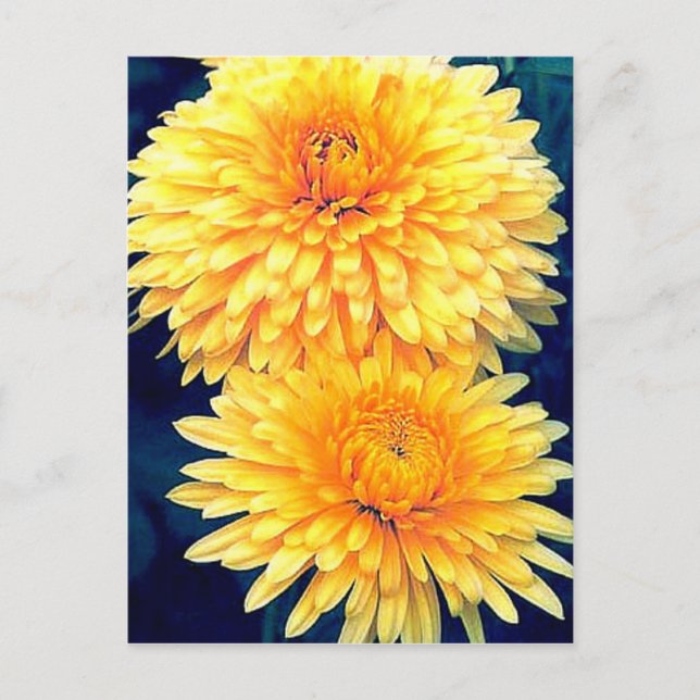 Yellow Marigold Postcard (Front)