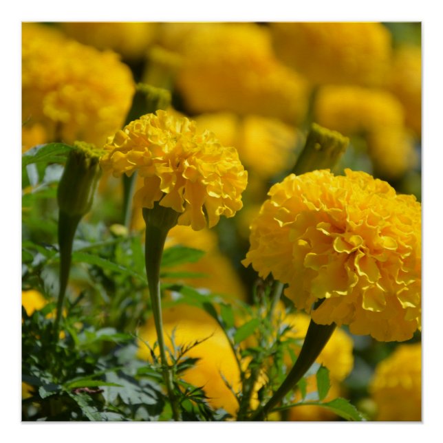 Yellow Marigolds Macro Poster (Front)