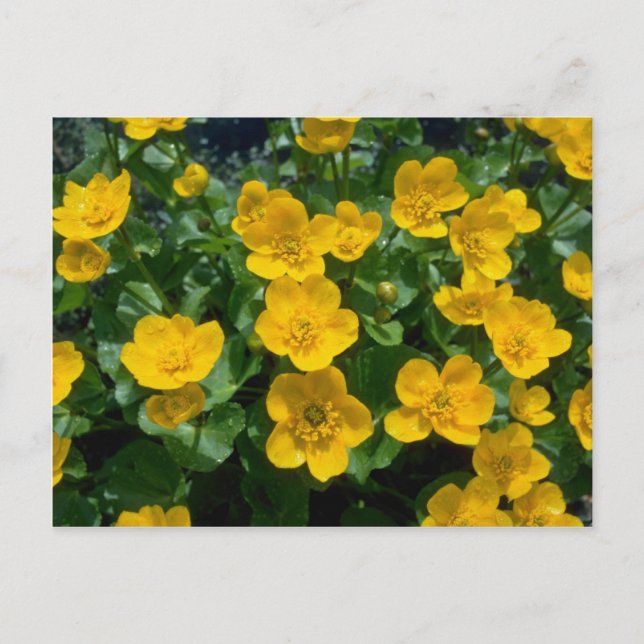 yellow Marsh marigold flowers Postcard (Front)