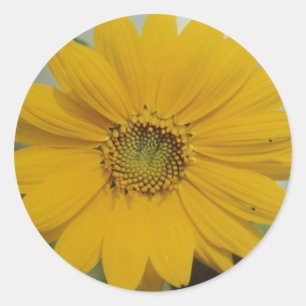 Yellow Mini Sunflower - Tiny Baby Sunflower Flower Classic Round Sticker