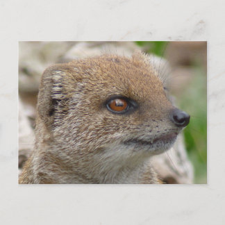 Yellow mongoose postcard