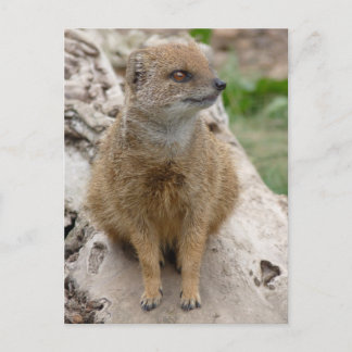 Yellow mongoose postcard
