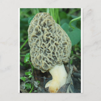 Yellow Morel Mushroom Postcard