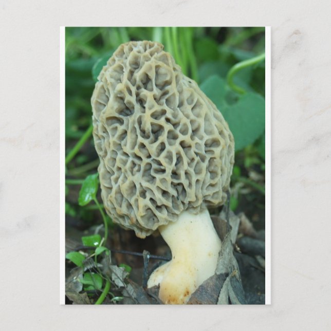 Yellow Morel Mushroom Postcard (Front)