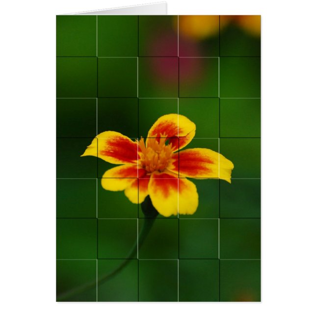 Yellow mosaic (Front)