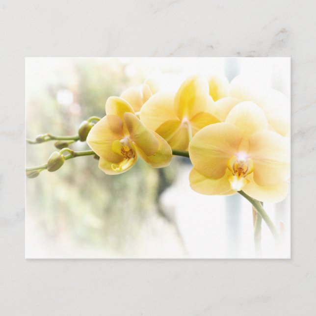 Yellow Moth Orchid in Sunshine Postcard (Front)