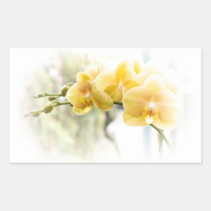 Yellow Moth Orchid in Sunshine Rectangular Sticker
