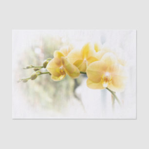 Yellow Moth Orchid in Sunshine Tissue Paper