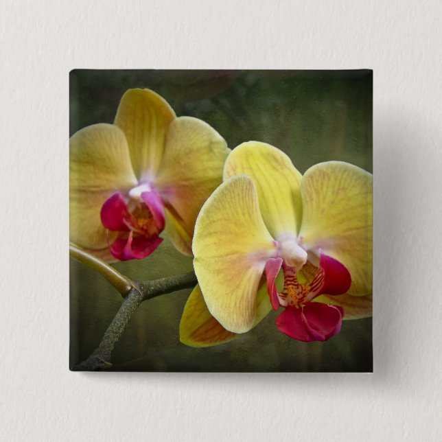 Yellow Moth Orchids - Phalaenopsis 15 Cm Square Badge (Front)