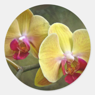 Yellow Moth Orchids - Phalaenopsis Classic Round Sticker