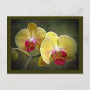 Yellow Moth Orchids - Phalaenopsis Postcard