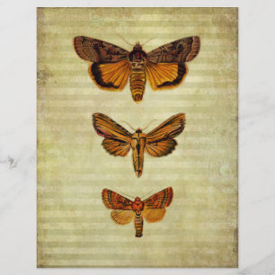 Yellow Moths & Stripes Scrapbook Paper