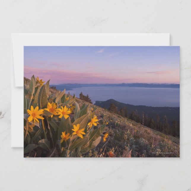 Yellow Mules Ear Flowers at Sunset (Front)